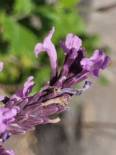 Image of Lavandula rotundifolia by (c) Jacek Pietruszewski, some rights reserved (CC BY)