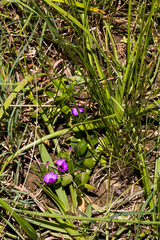 Polygala amatymbica