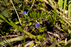 Polygala gerrardii