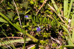 Polygala gerrardii
