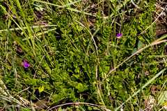 Polygala praticola