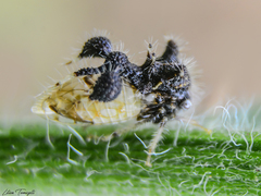 Cyphonia clavigera