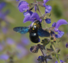 Xylocopa