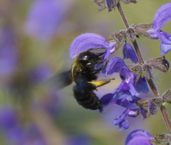 Xylocopa