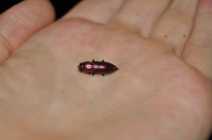 Selagis yalgoensis