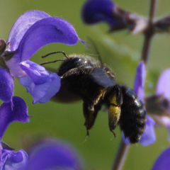 Xylocopa