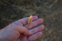 Phalaris coerulescens