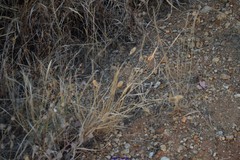 Phalaris coerulescens