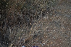 Phalaris coerulescens