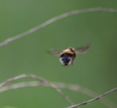 Bombus ruderatus
