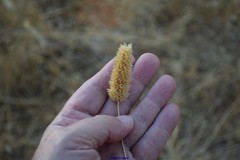 Phalaris coerulescens