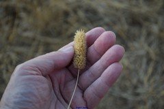 Phalaris coerulescens