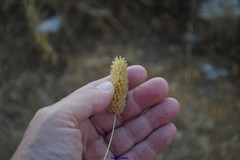 Phalaris coerulescens