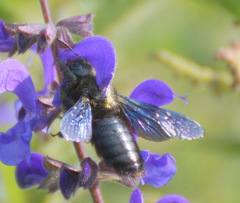 Xylocopa