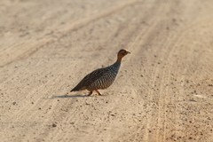 Campocolinus coqui coqui