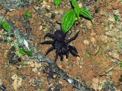 Liphistius malayanus