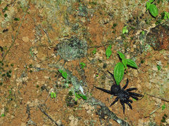 Liphistius malayanus