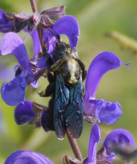 Xylocopa
