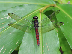 Lyriothemis cleis