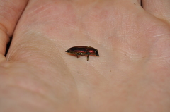 Selagis yalgoensis