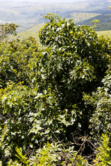 Seemannaralia gerrardii