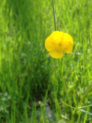 Ranunculus
