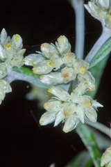 Pseudognaphalium brachypterum