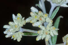 Pseudognaphalium brachypterum