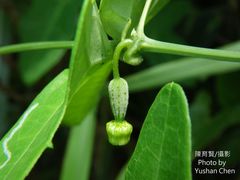 Solena amplexicaulis