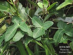 Solena amplexicaulis