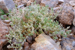 Mesembryanthemum schenkii
