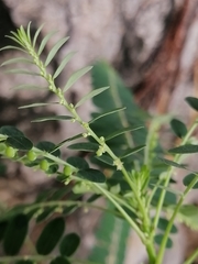 Phyllanthus niruri