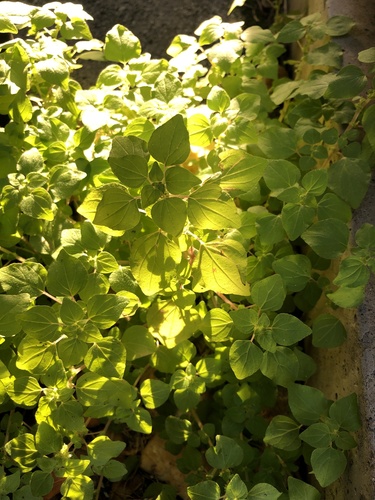 Parietaria image