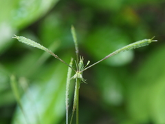 Osmorhiza aristata
