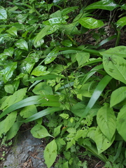 Osmorhiza aristata