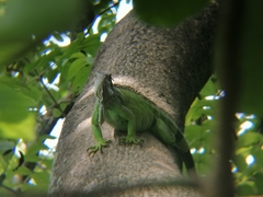 Iguana iguana