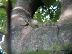 Iguana iguana