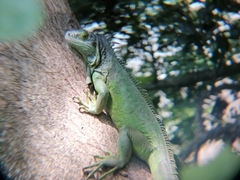 Iguana iguana