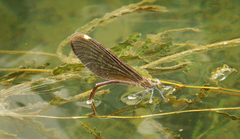 Matrona basilaris