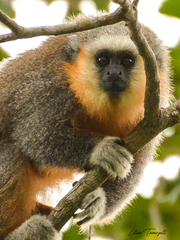 Vieira's Titi photo 5