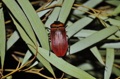 Temognatha wimmerae