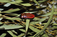 Temognatha wimmerae