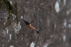 Camponotus lespesii