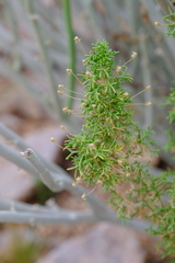 Euryops subcarnosus vulgaris