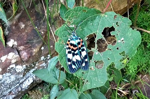 Erasmia pulchella