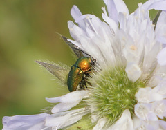 Cryptocephalus aureolus