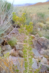 Euryops subcarnosus vulgaris