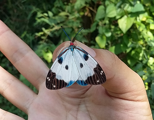 Chalcosia nympha