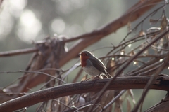 Erithacus rubecula superbus