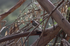 Erithacus rubecula superbus